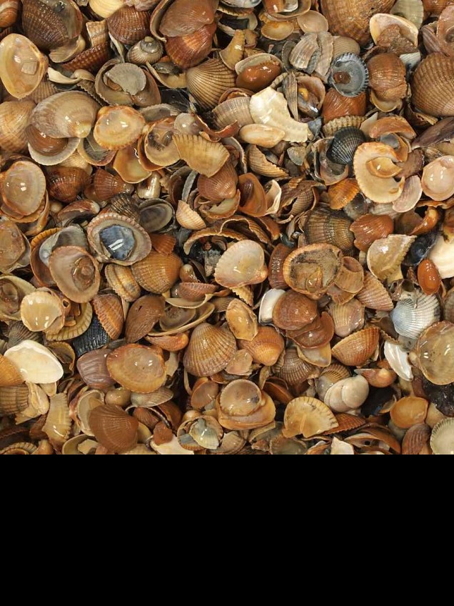 Noordzee schelpen - 0,7 m³ BigBag á ca. 550 kg. ~