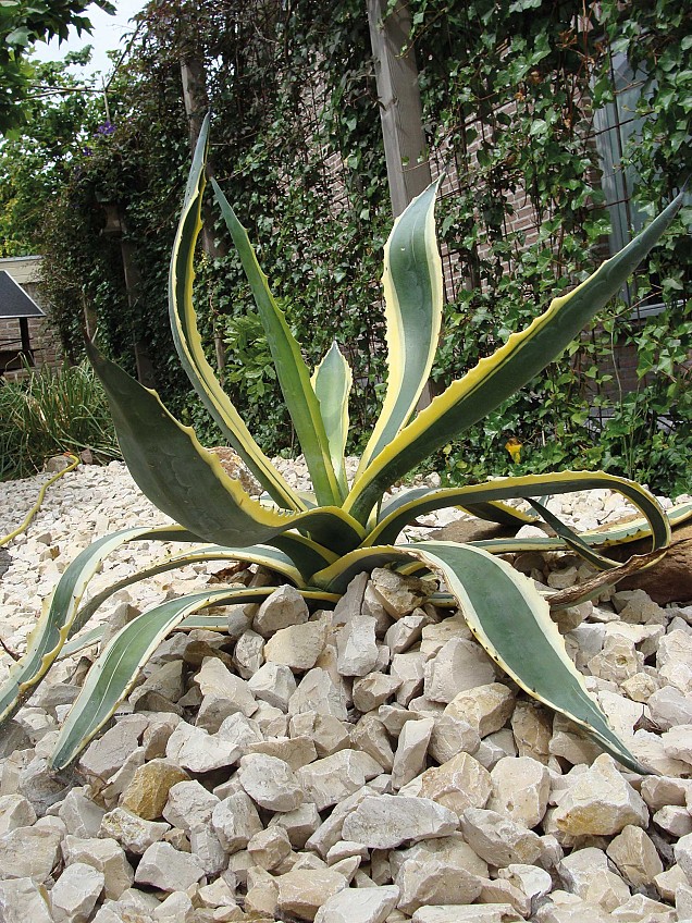 Yellow Sun brokjes 4-6 cm. in gaas - KG prijs ~