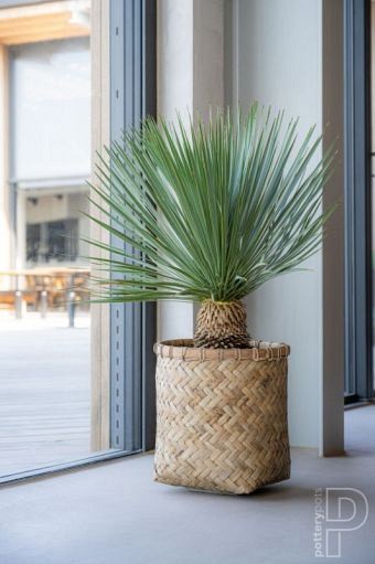 Pottery Pots plantenbak Zayn XXXS Bamboo ø31.5x33 cm ~