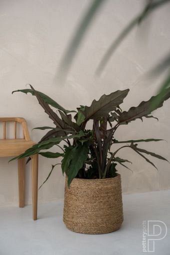 Pottery Pots plantenbak Patt L Straw Grass ø35x30 cm ~