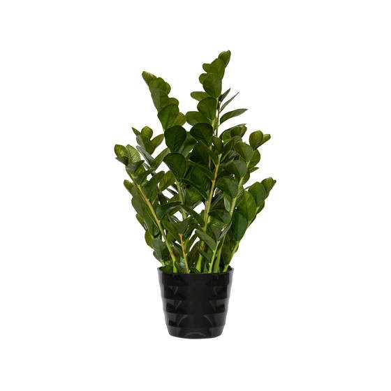 Pottery Pots kunstplantZamioculcas M Green ~