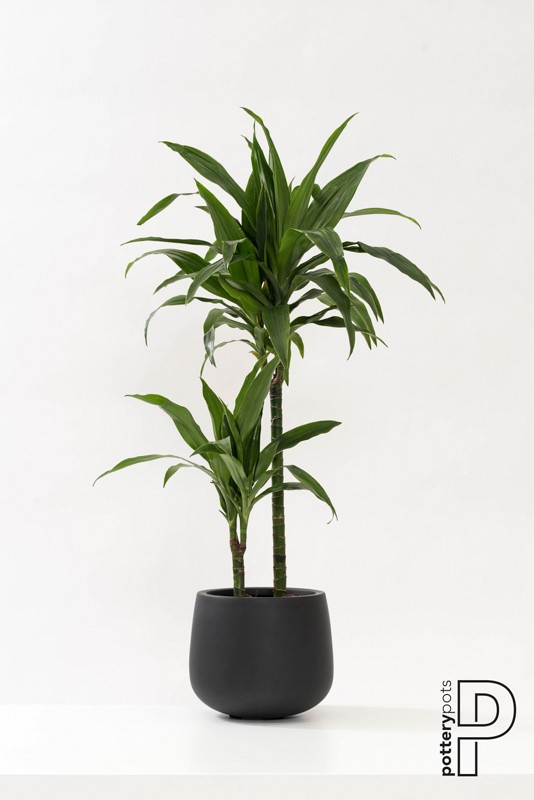 Pottery Pots plantenbak Kevan M Black hoogte: 22 diameter: 26~