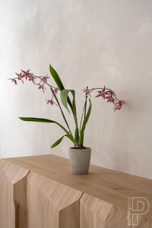 Gerben S, Grey Washed ~