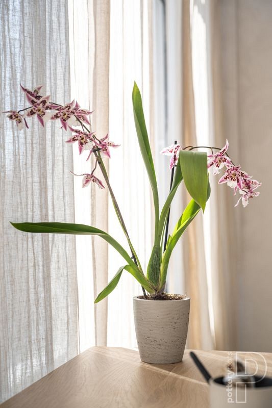 Gerben S, Grey Washed ~