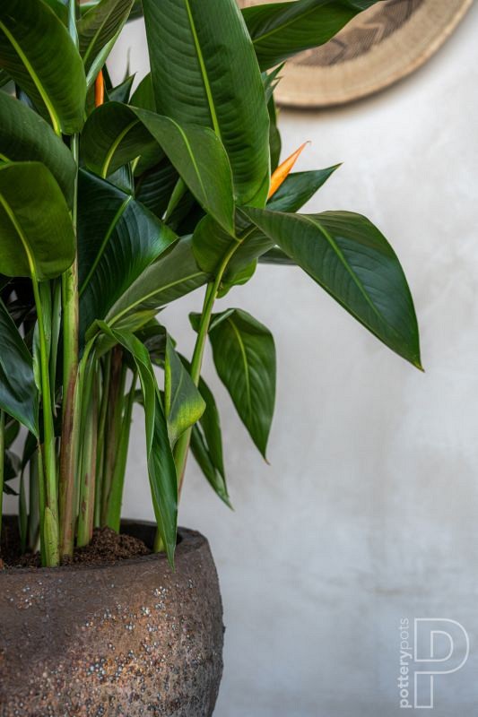 Pottery Pots plantenbak Gillard S Imperial Brown ø45x45 cm ~