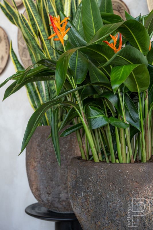 Pottery Pots plantenbak Gillard S Imperial Brown ø45x45 cm ~