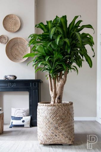 Pottery Pots plantenbak Zayn XXXS Bamboo ø31.5x33 cm ~