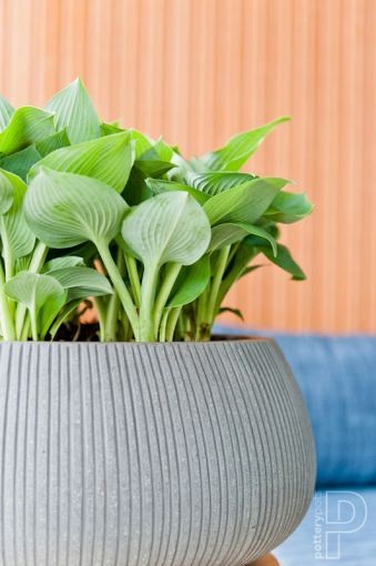Pottery Pots plantenbak Eileen XL Ridged Grey hoogte: 14 diameter: 36~