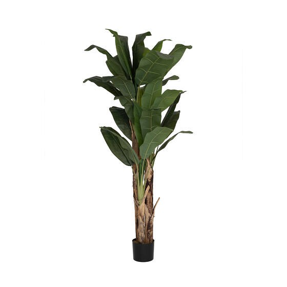 Banana Tree