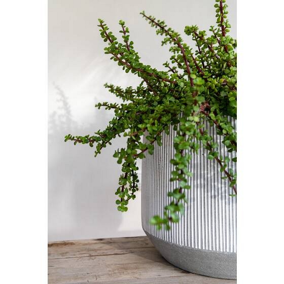 Pottery Pots plantenbak Harith S White stripe Ø31.5x28 cm. ~