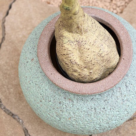 Pottery Pots plantenbak Zeus S Rustic Green (øxh) 37x32 cm. ~